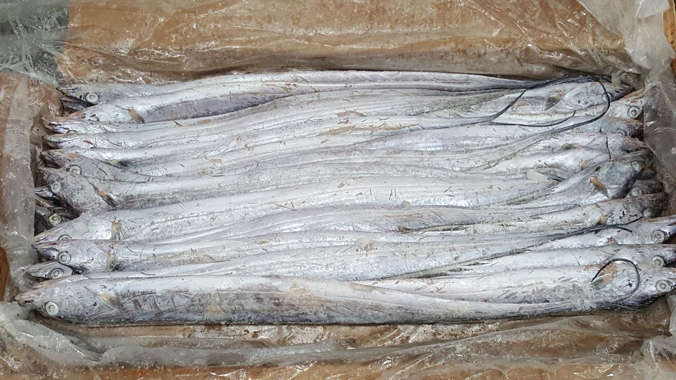 带鱼段实物展示