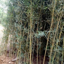 金湘玉