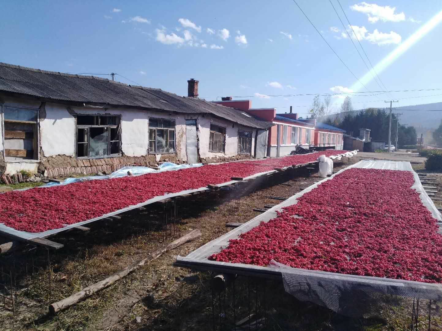 古法炮制北五味子工艺场景