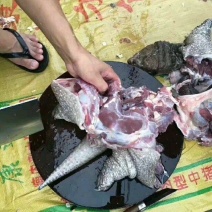 龟鳖类
