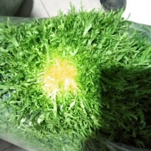 苦菊