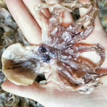 湛江硇洲章鱼干