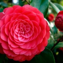 赤丹茶花苗