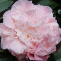 烈香茶花苗