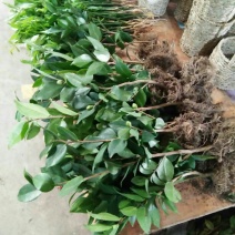 烈香茶花苗