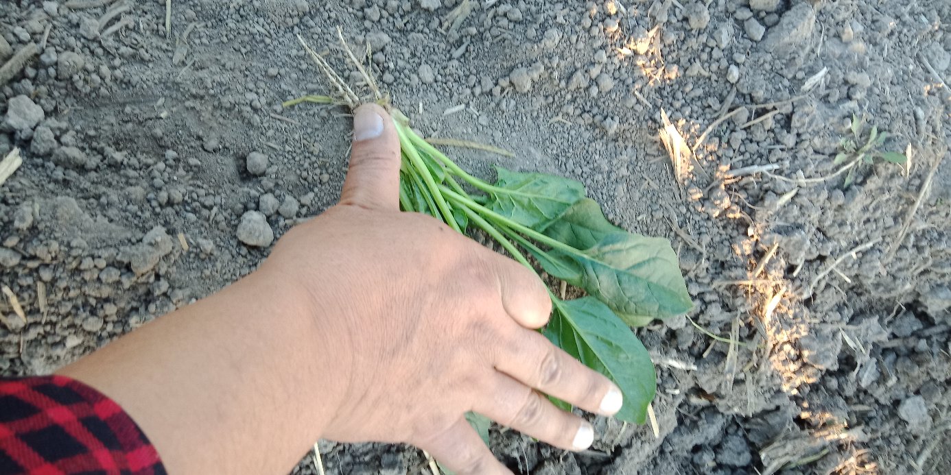 一束刚采摘的小叶菠菜被整齐地摆放在竹编菜篮中,叶片保持完整且富有光泽,带有轻微露珠,根部略带泥土,体现原生态采摘场景,背景为农村集市氛围 小叶菠菜在菜篮中的状态