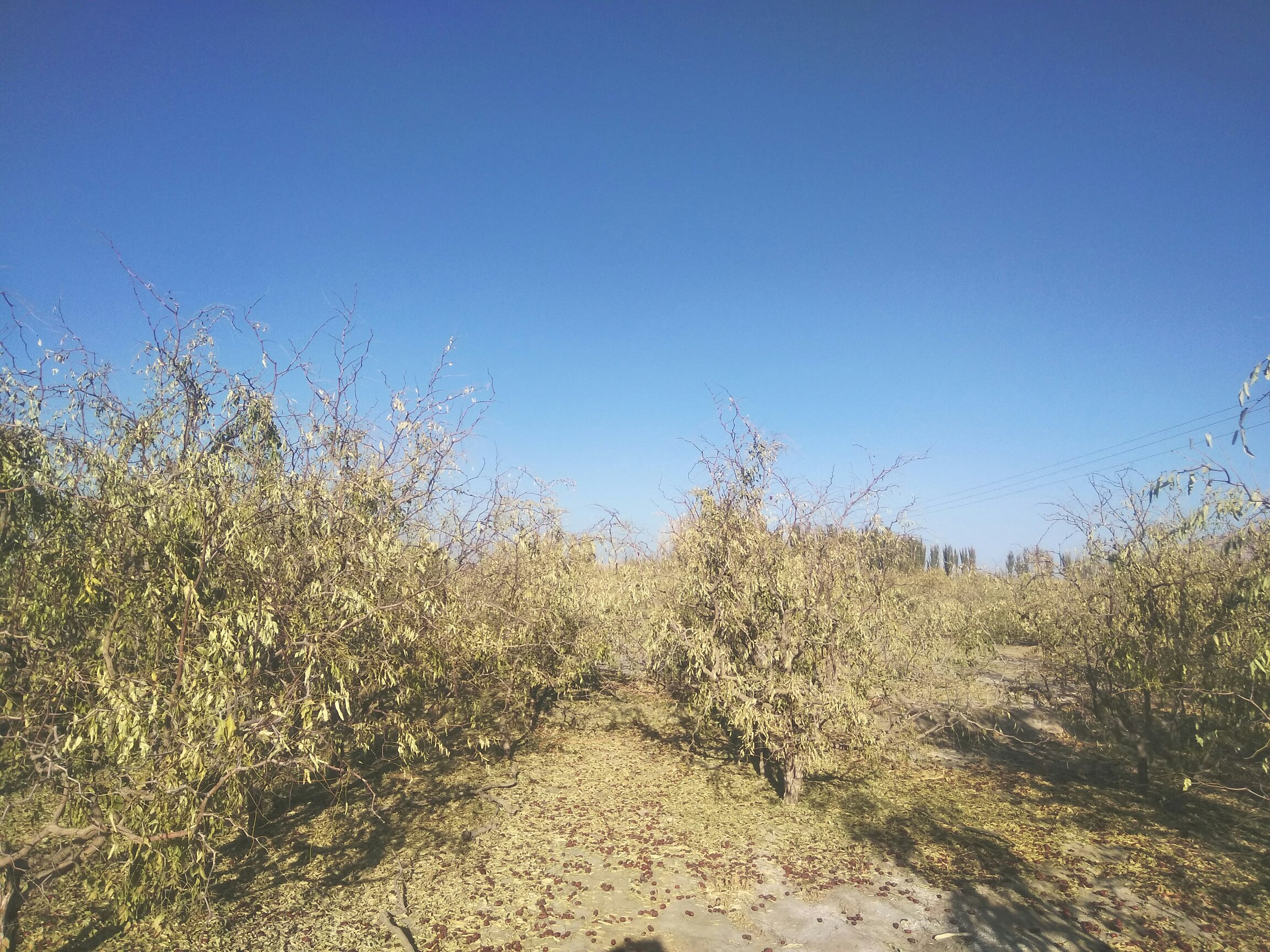 山西省运城市稷山县成片的骏枣种植园,秋季枣林郁郁葱葱,农户正在田间进行采收前管理,远处可见黄土台塬地貌与灌溉系统网络 稷山万亩骏枣种植基地航拍图