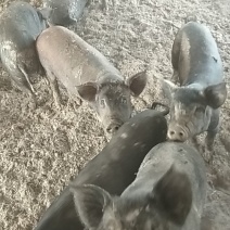 关中黑，香猪