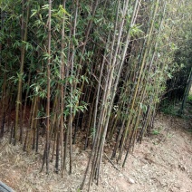 紫竹