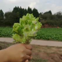 儿菜
