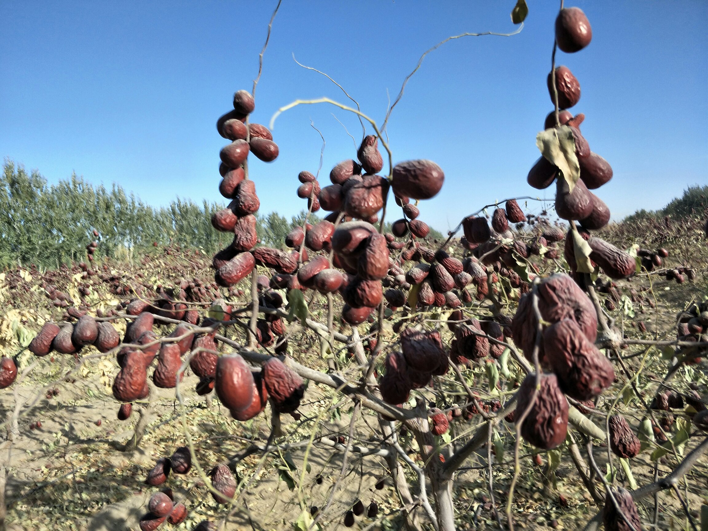 灰枣挂果风干场景