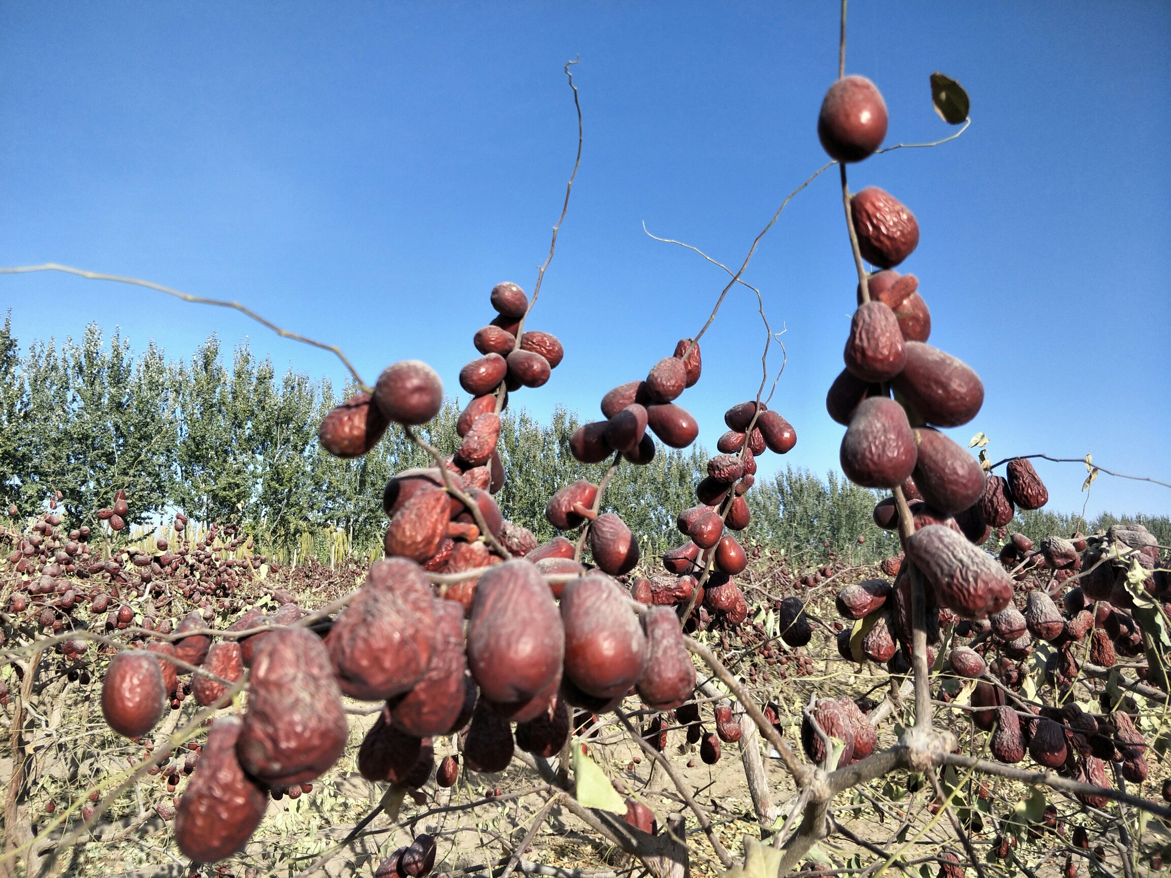 长枣丰收场景