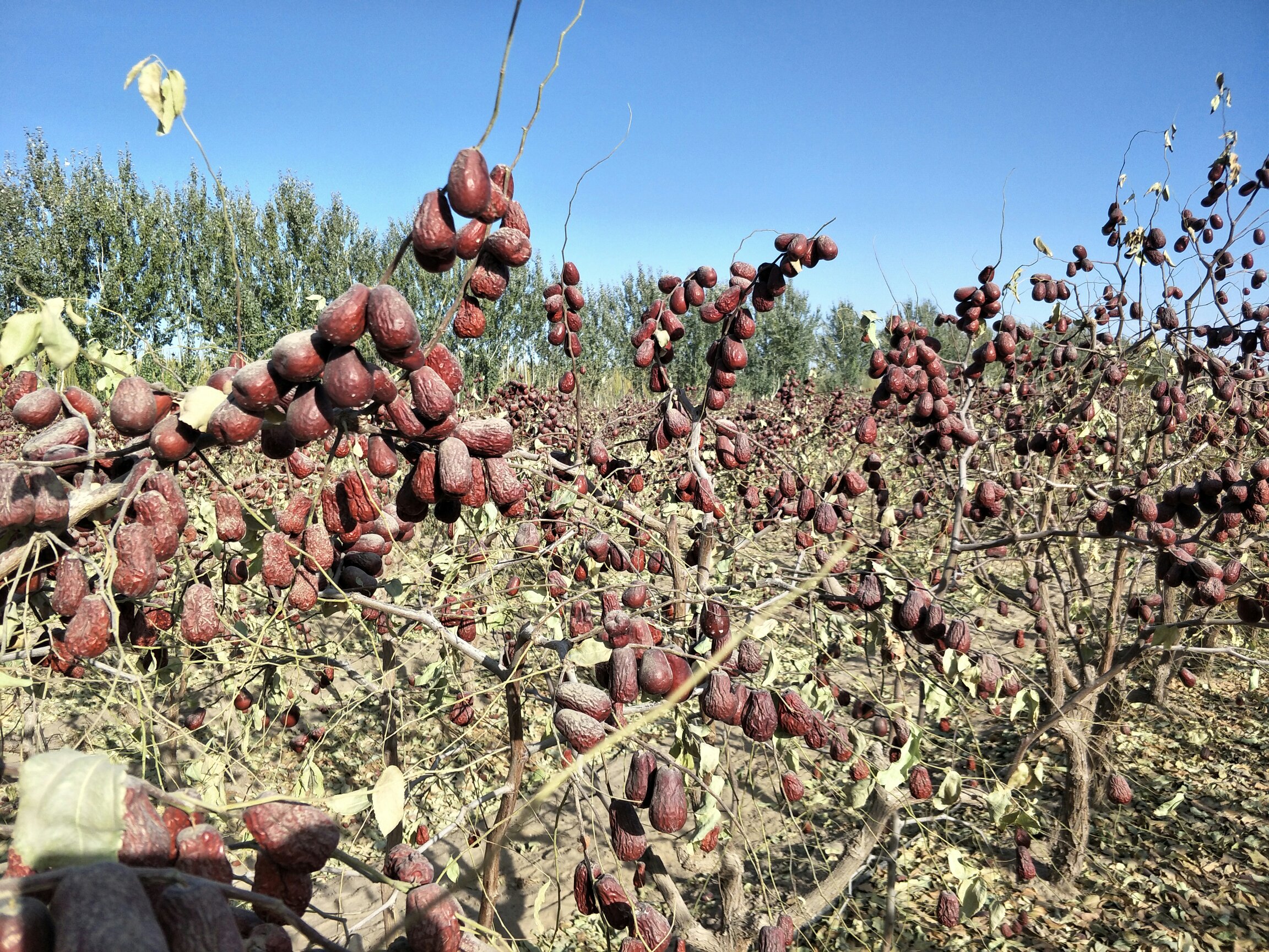 新疆骏枣采摘现场图