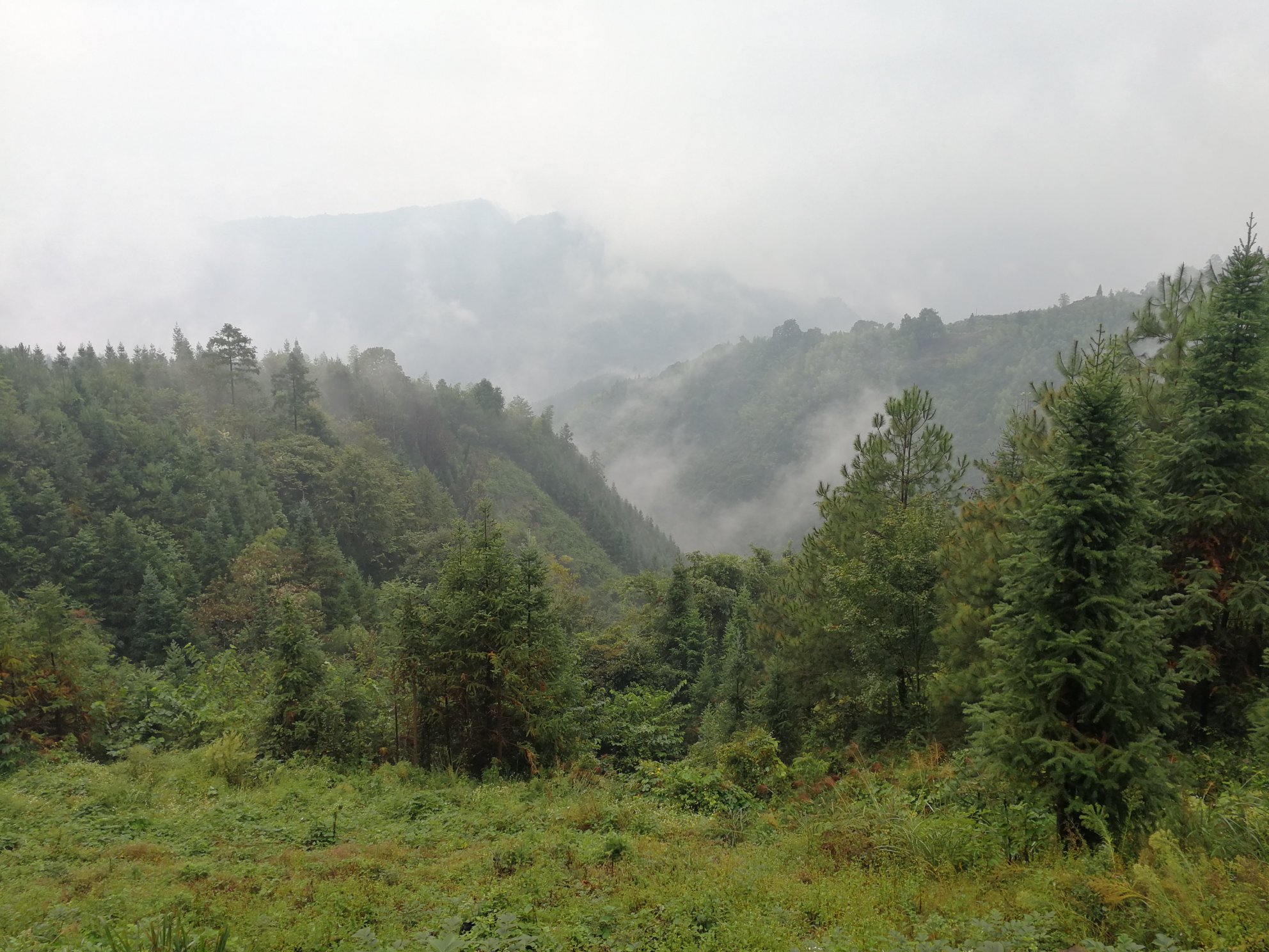 高山锥栗种植基地航拍图