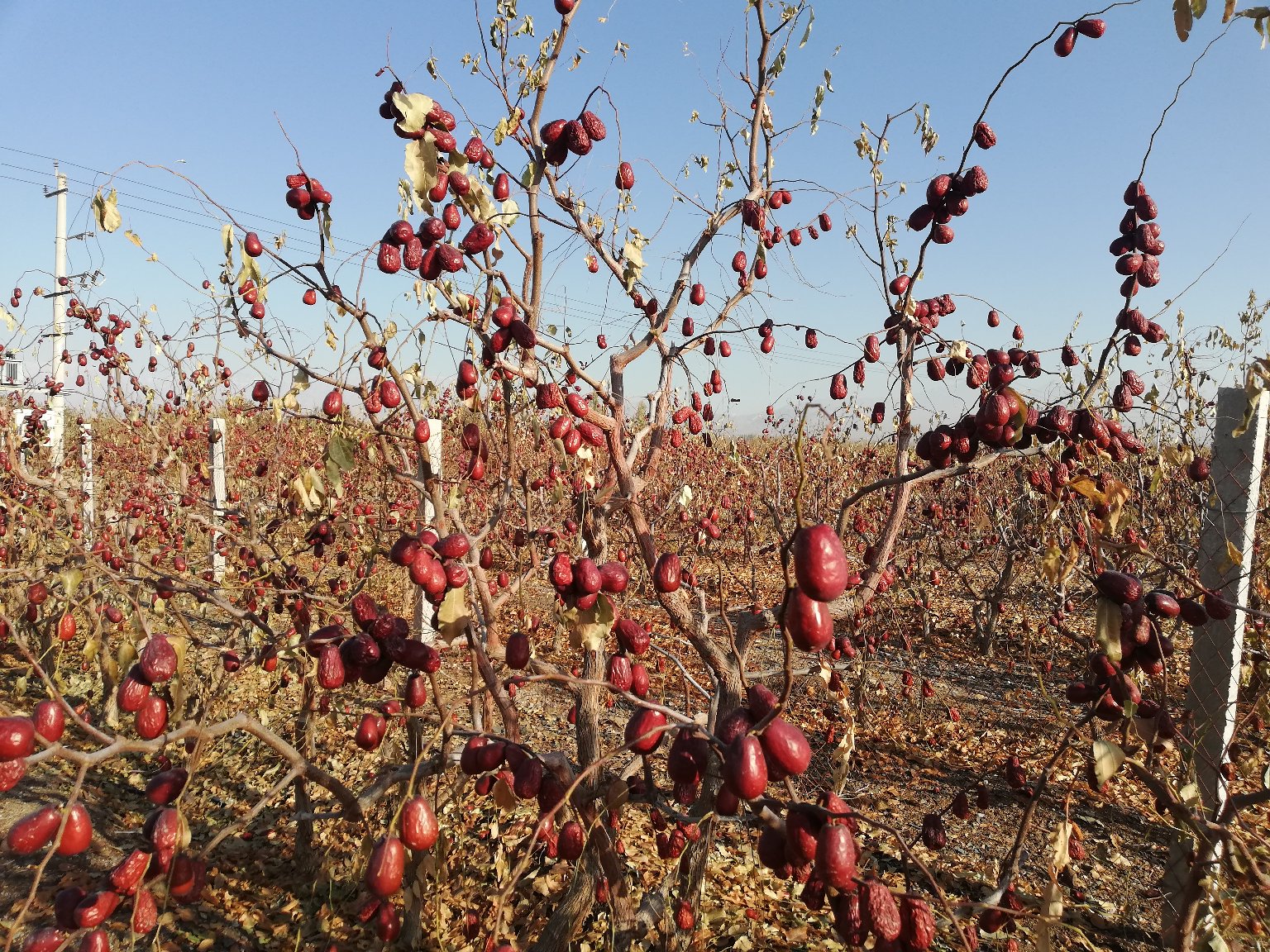 长枣挂满枝头的果园全景