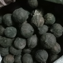 干桐籽果