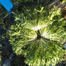苦菊