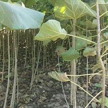 梓树苗