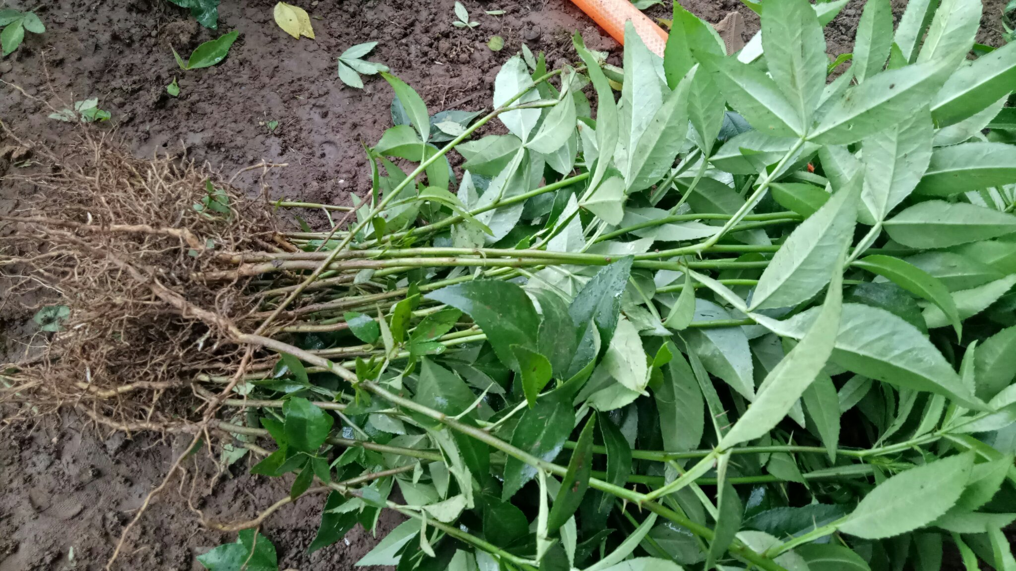 花椒种子发芽环境示意图