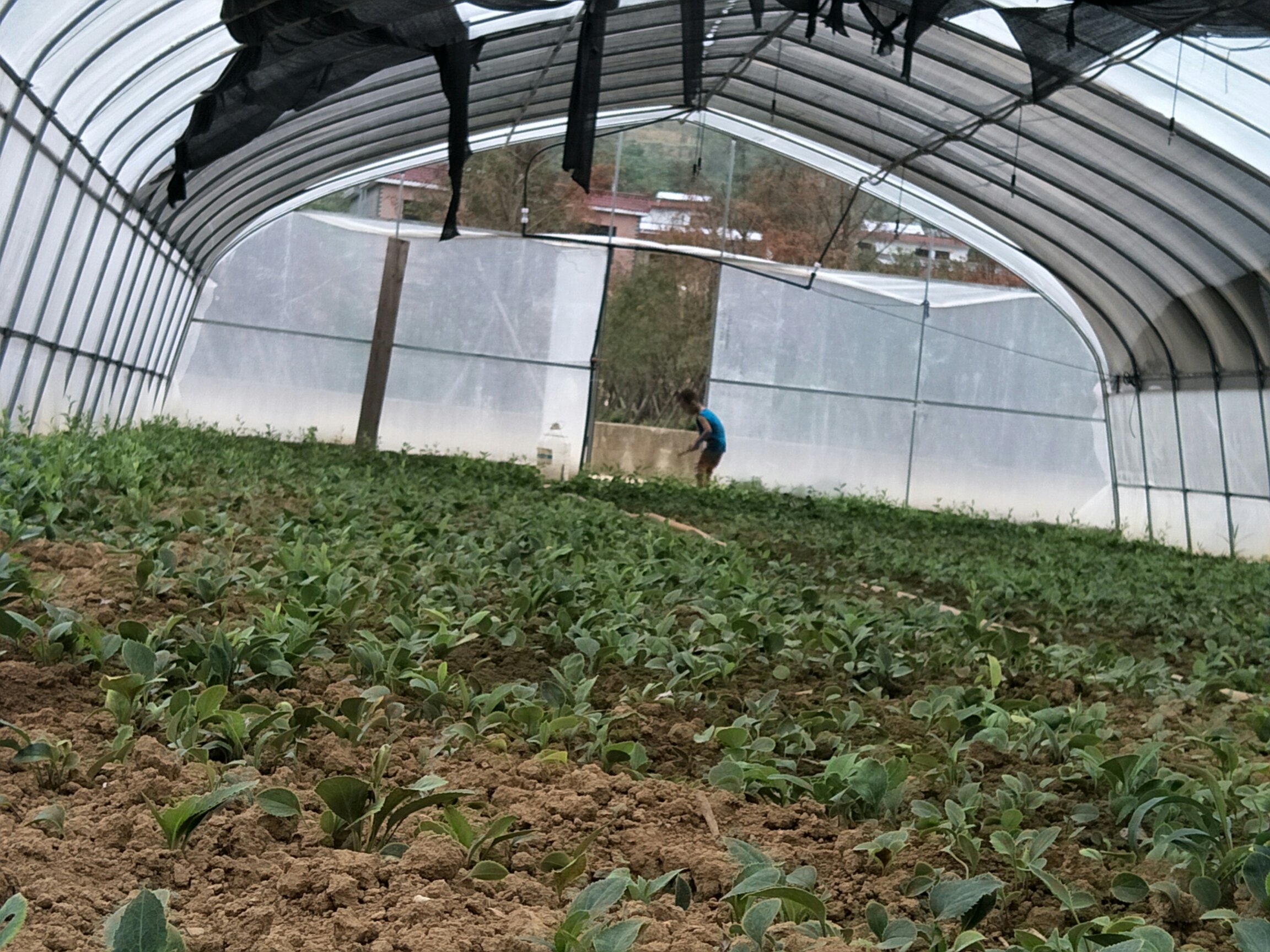 技术人员正在使用毛笔进行人工授粉操作,背景为温室大棚内种植环境 奶油南瓜人工授粉操作示意图