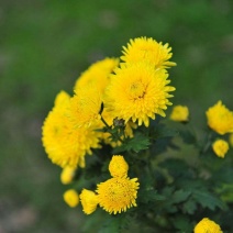 野菊花