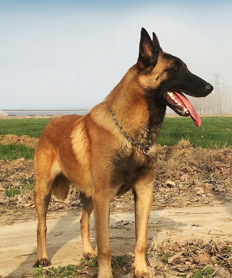 狗崽公,马犬,爆红马犬,纯种德牧