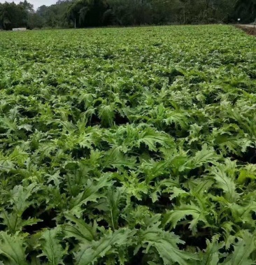 [棒菜批发]青皮小花叶棒菜价格0.50元/斤 - 一亩田