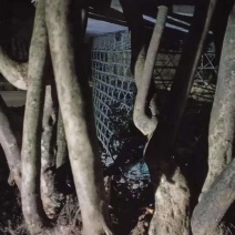 映山红杜鹃花树，树桩，