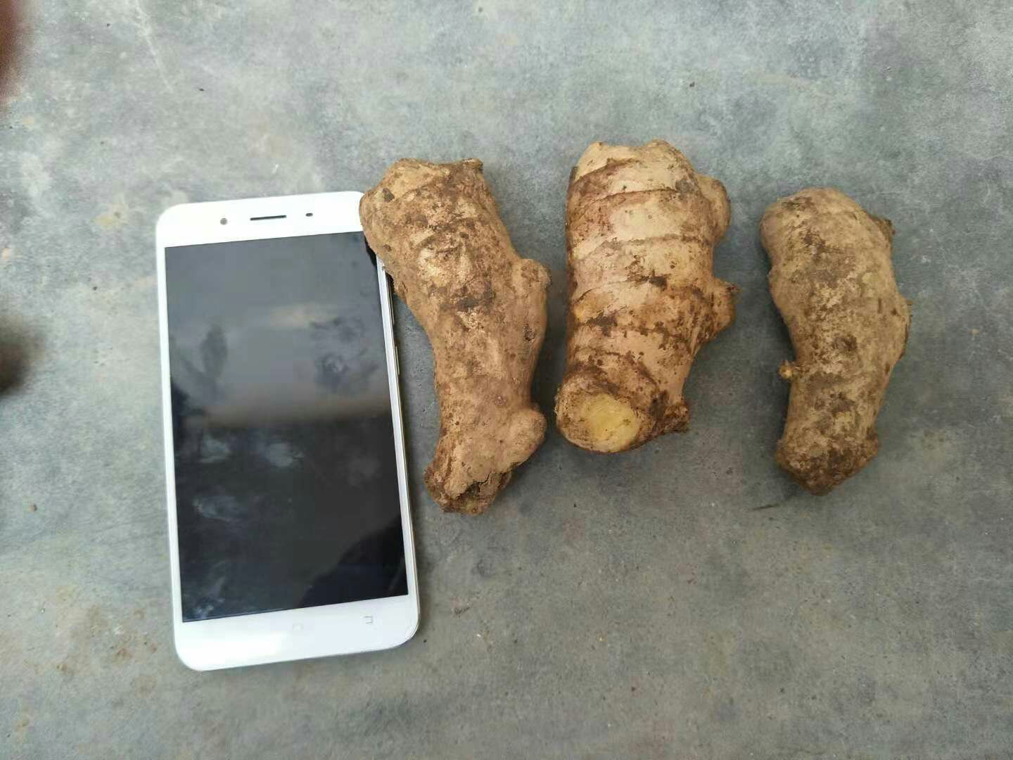 生姜称量与切片对照图