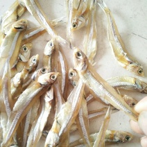 公干鱼大批发天然美味，可以油炸，
