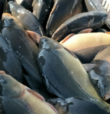 [鲤鱼批发]鲤鱼价格11.80元/公斤 - 一亩田