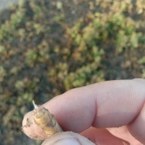 太子参种苗二十亩，提供管理技术
