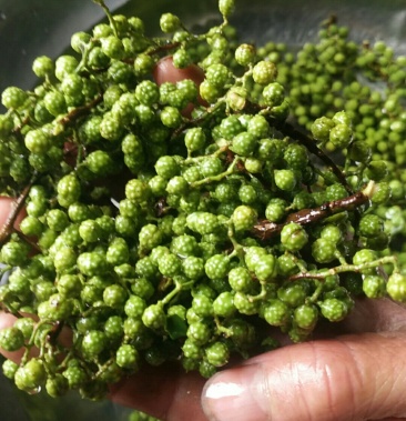 产地直供云南保鲜花椒精品350克精包装价位便宜火锅专