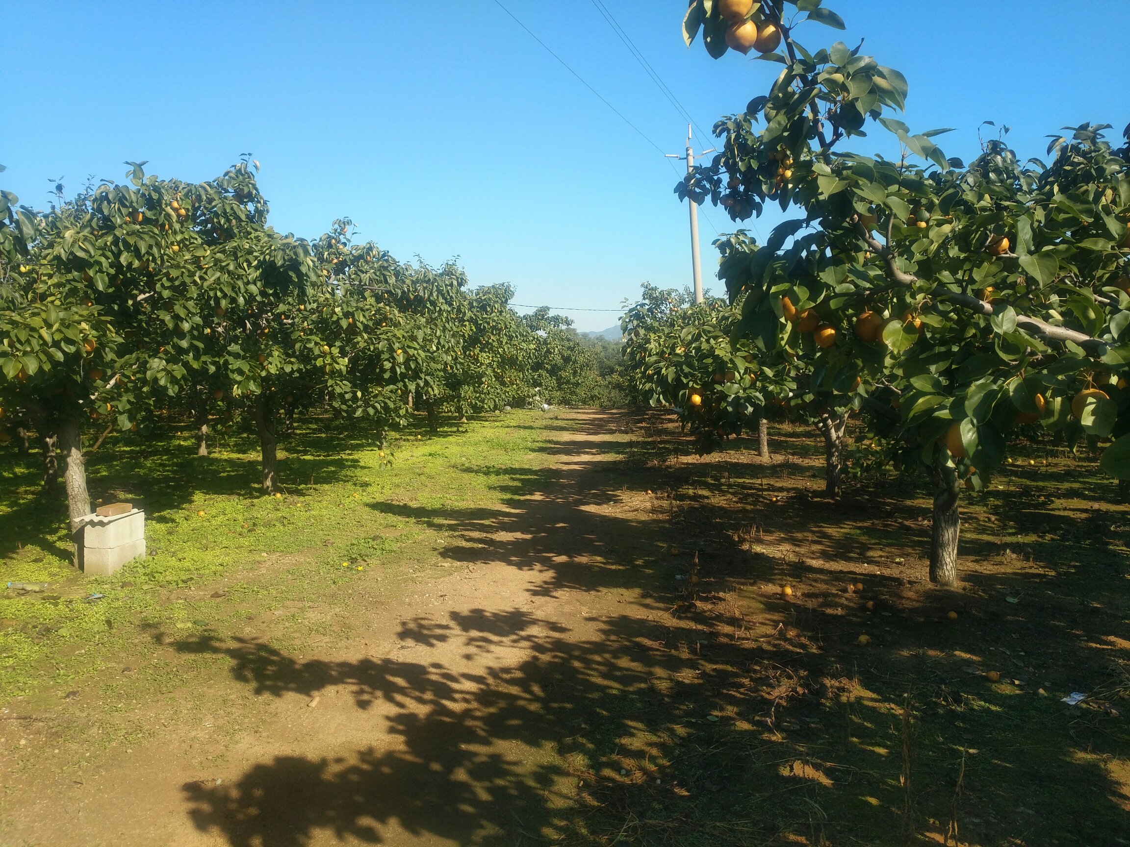 唐山酸梨果园实景