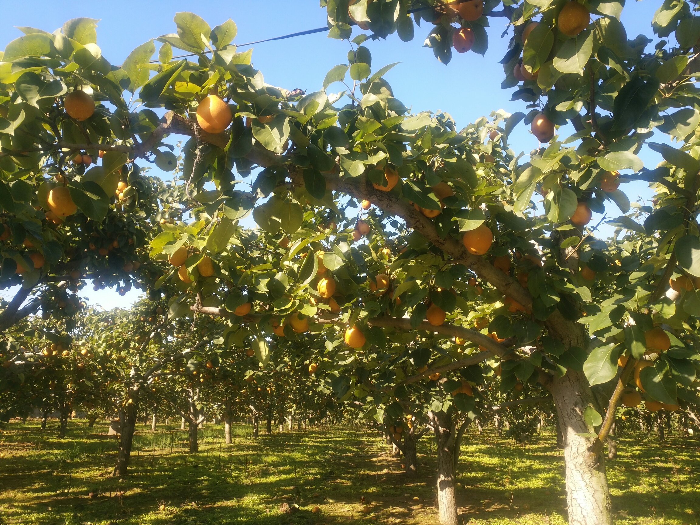 黄金梨果园全景