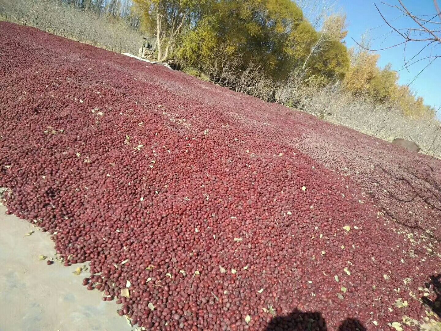 若羌红枣晾晒场景：传统芦苇席铺展于戈壁滩上，数百公斤若羌灰枣均匀摊晾，阳光下泛着油润红光，远处可见昆仑山雪峰与零星枣园滴灌带