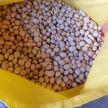 白果