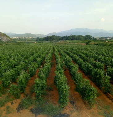 粉葛广西平乐博园农粉葛种植基地