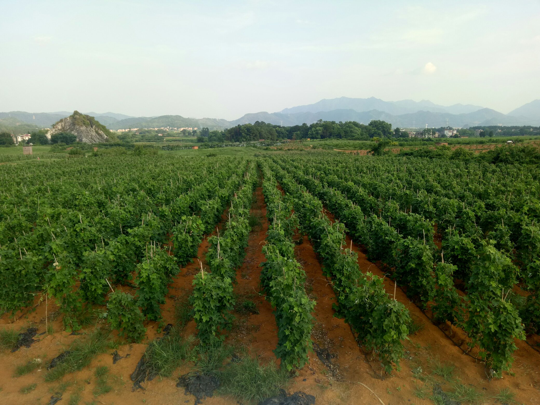 农家院落晾晒葛根场景