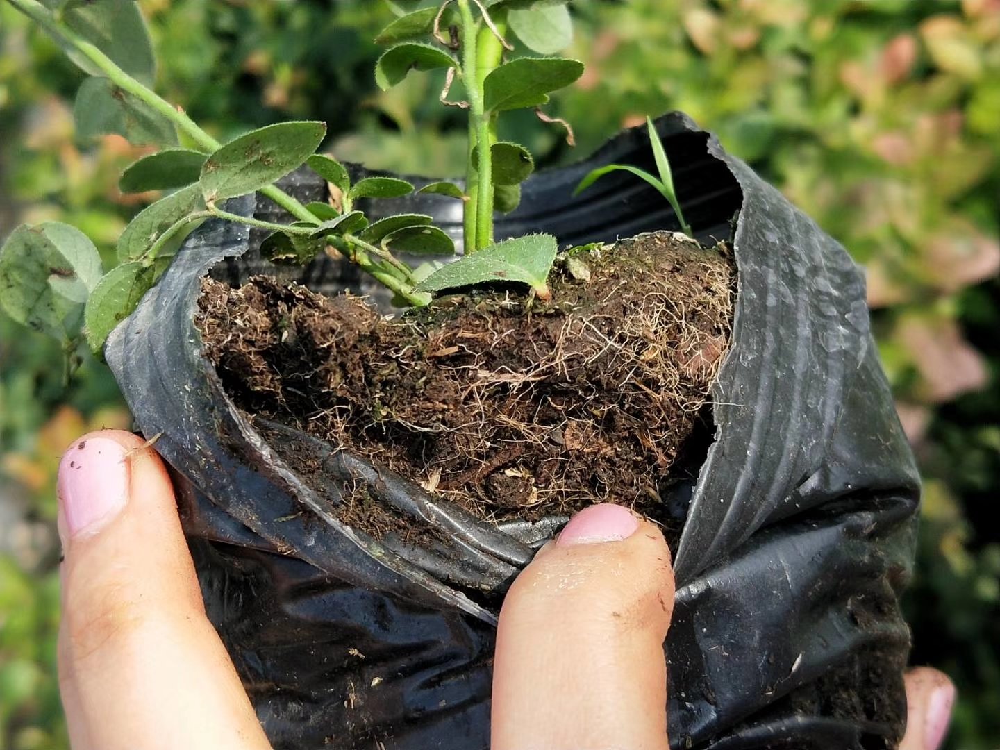 一名技术人员正在对蓝莓植株进行根颈培土操作,左手扶住主干,右手用铲子将疏松的腐殖土围绕根颈部堆成圆丘状,土堆高度约15厘米,周围地面覆盖有少量落叶,背景可见其他已完成培土的蓝莓植株排列整齐 蓝莓根颈培土操作示意图