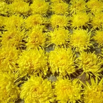 杭白菊太阳菊