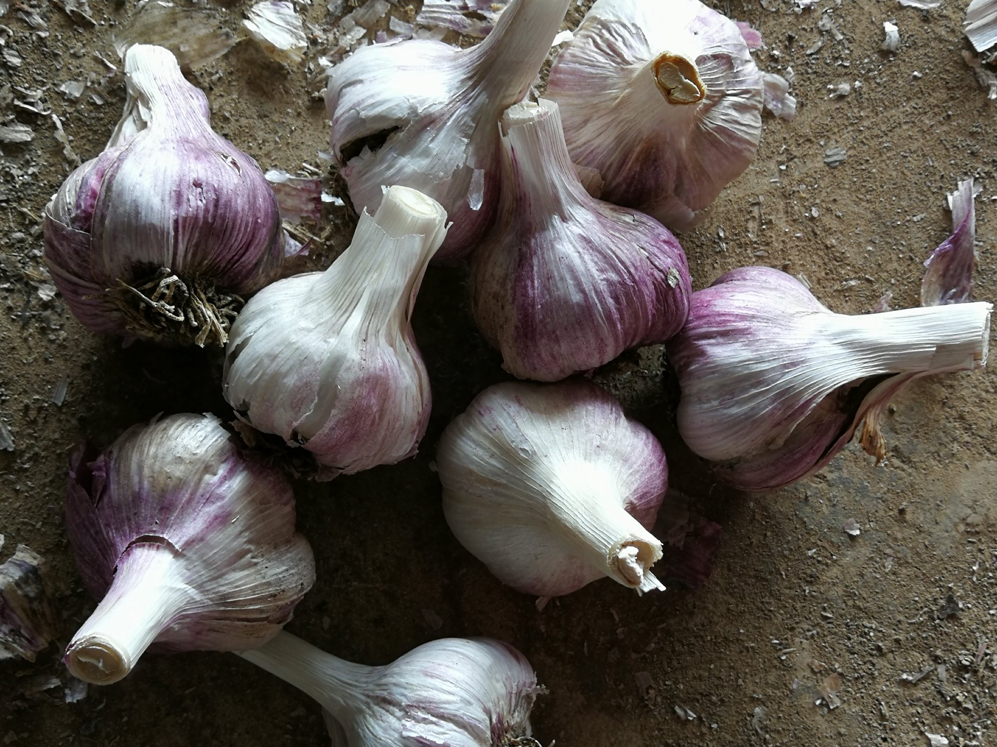 建水紫皮红蒜药材饮片与红蒜药材图片对比展示图