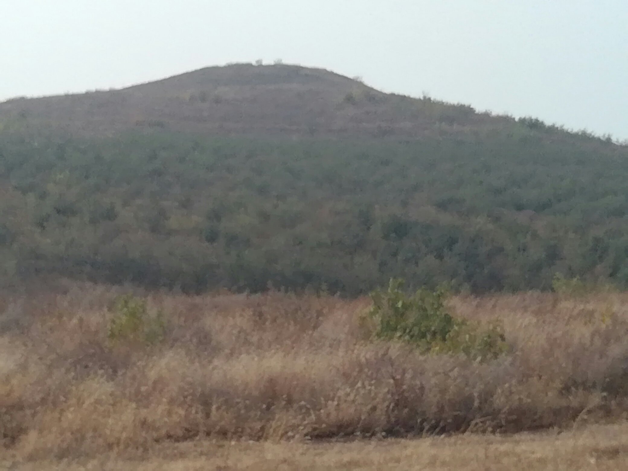 红国光苹果果园实景图