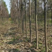 本基地供应各种规格楸树，梓树！货真价实，诚信交易！