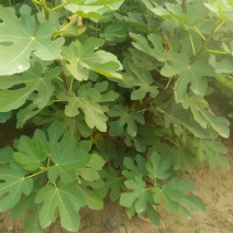 无花果树