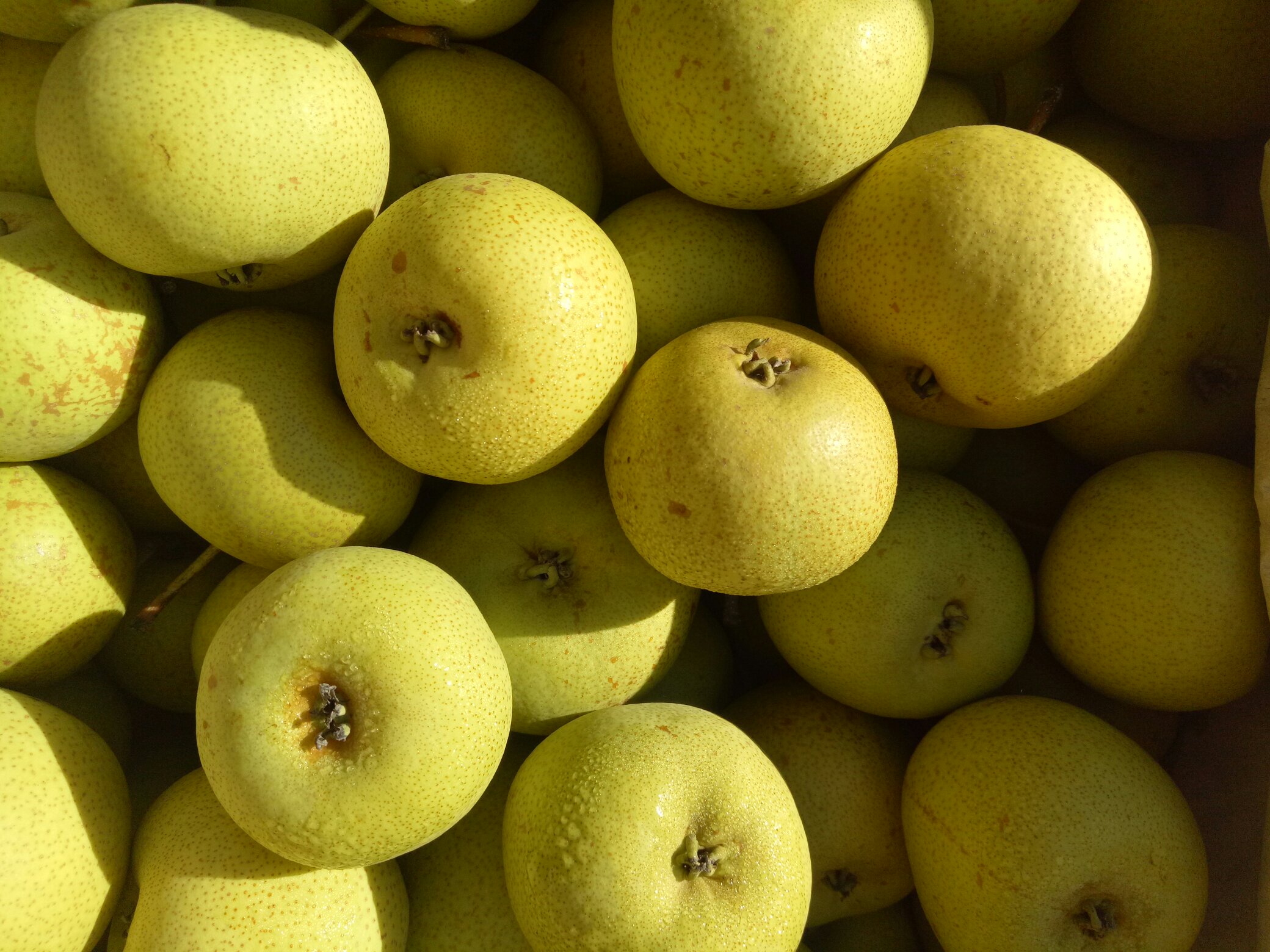 一筐新鲜采摘的青黄色酸梨整齐摆放在竹编簸箕上,背景为乡村果园环境,阳光洒在果实表面,突出其自然光泽与饱满形态 新鲜酸梨特写