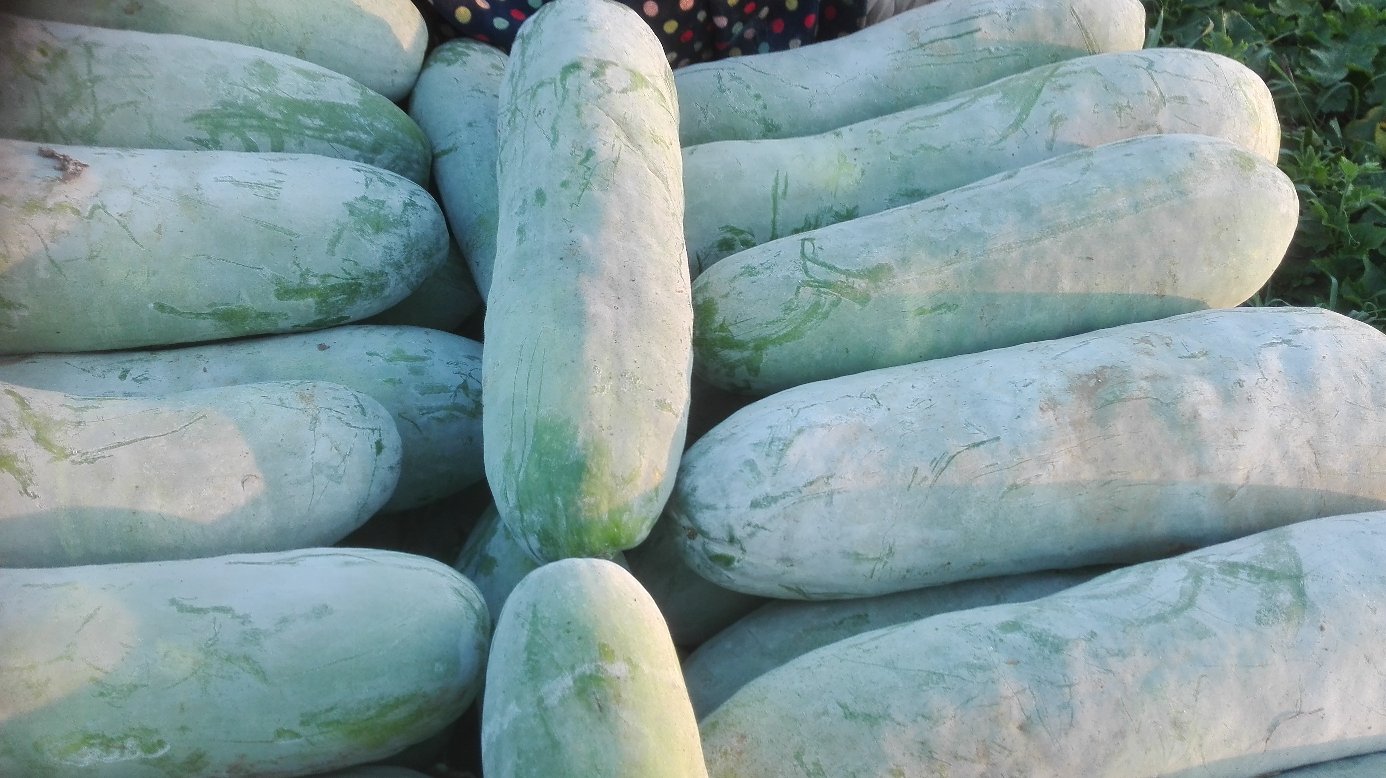 [白皮冬瓜批发]白冬瓜,精品白皮冬瓜25斤以上产地直供,货源充足质量