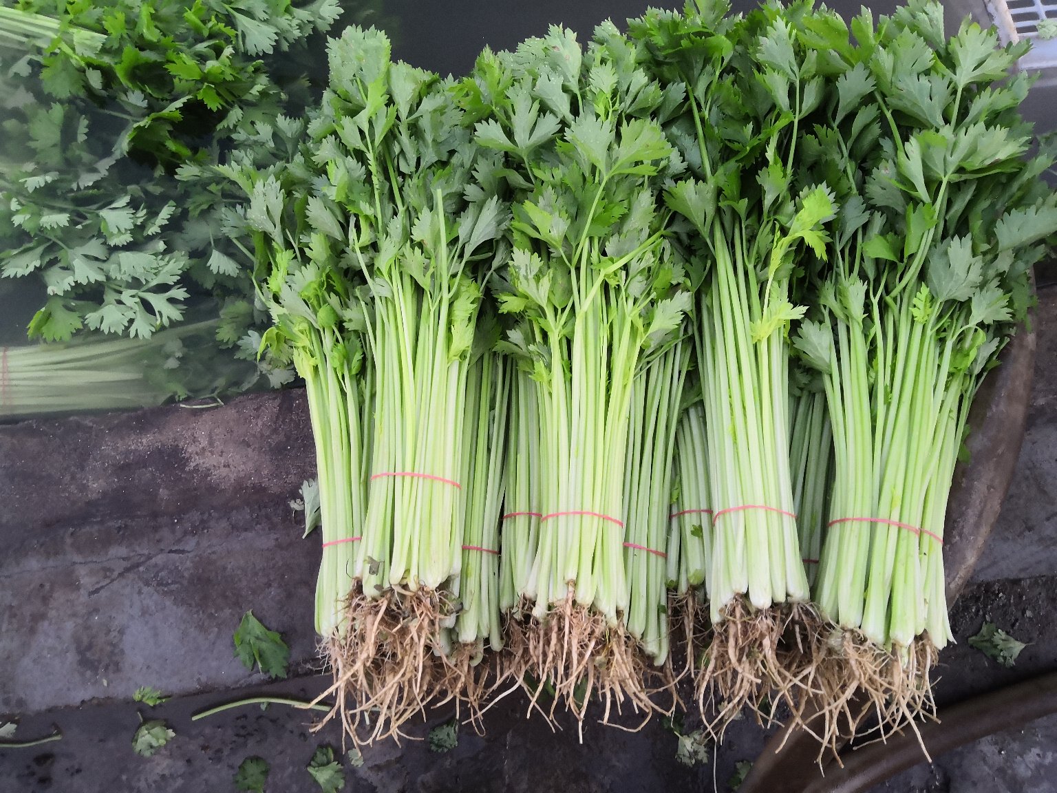 新鲜采摘的茼蒿绿叶特写,展示其翠绿的叶片和嫩茎,适合用于营养分析文章配图 茼蒿新鲜绿叶蔬菜特写