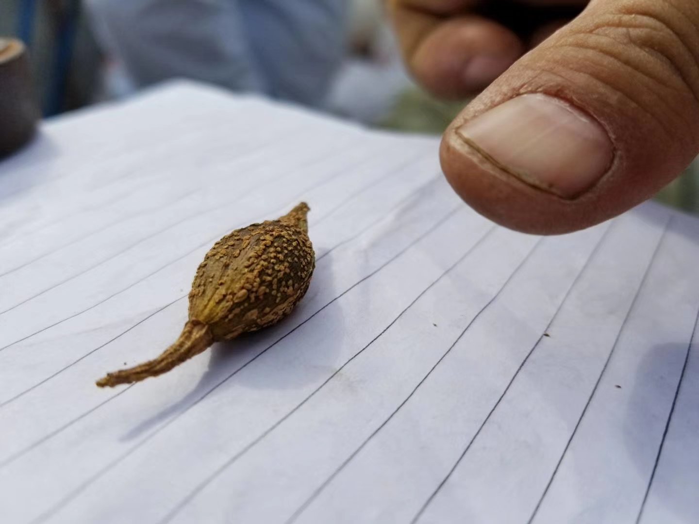 青翘与摄影艺术的结合