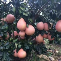 三红蜜柚，两公分粗，一米多高，可带土球，两年可挂果